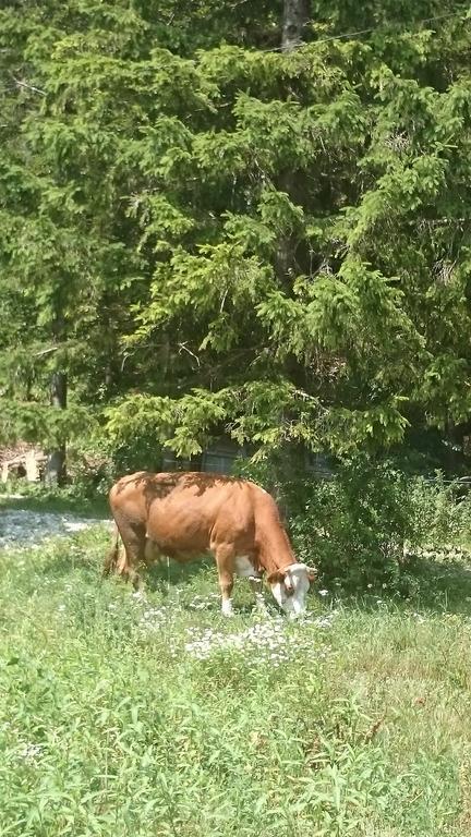 Turisticna Kmetija Psnak Appartement Mojstrana Buitenkant foto