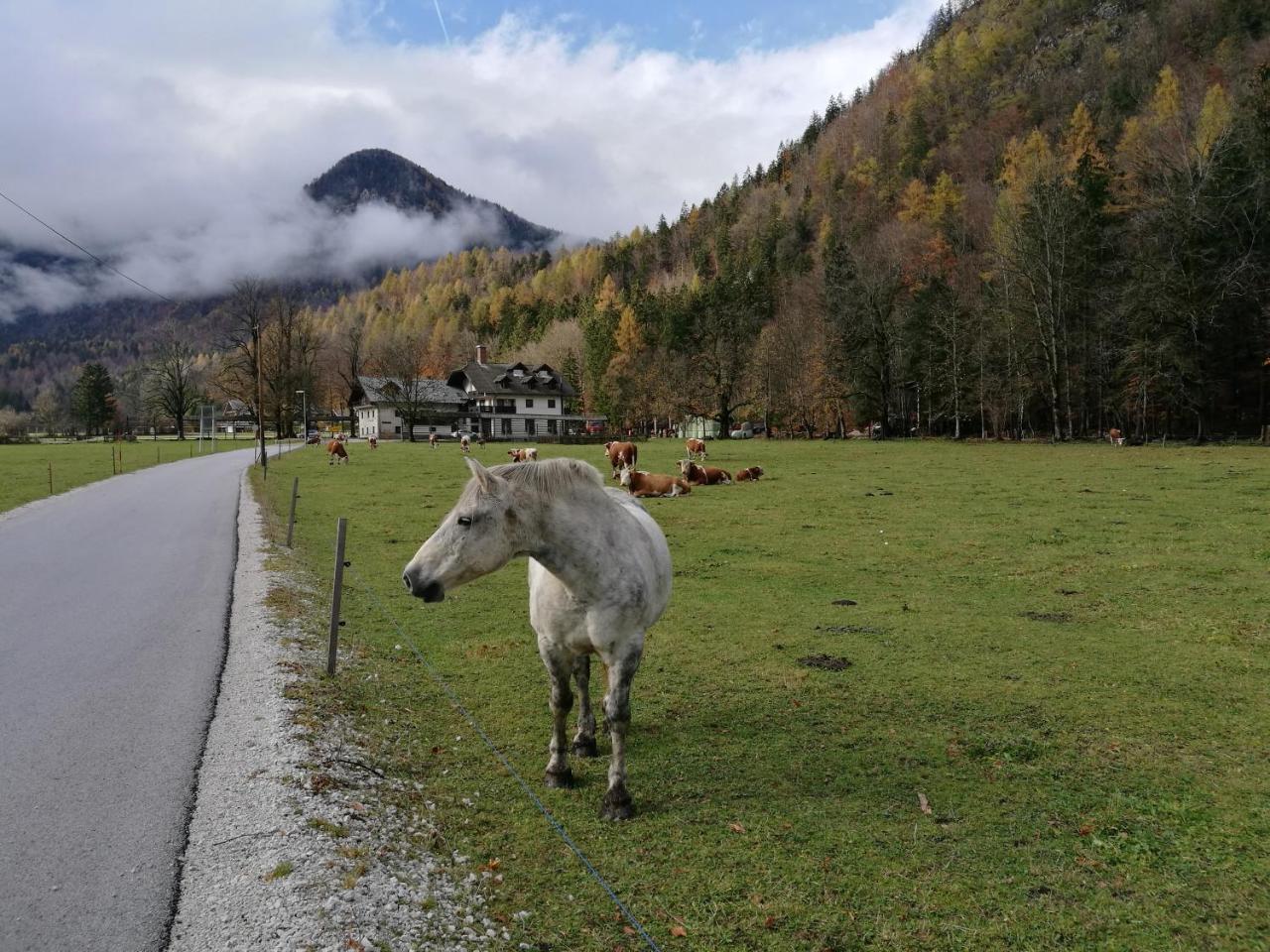Turisticna Kmetija Psnak Appartement Mojstrana Buitenkant foto